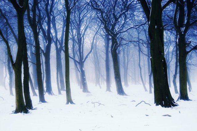 113289__nature-winter-forest-fog-trees-branches-snow_p